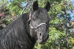 coalhead.jpg